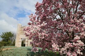 Image of Saucer Magnolia Tree