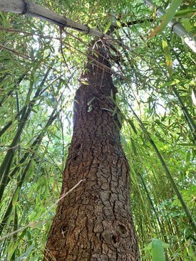 Image of Scotch Pine