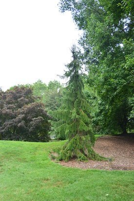 Image of Serbian Spruce