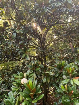Image of Southern Magnolia