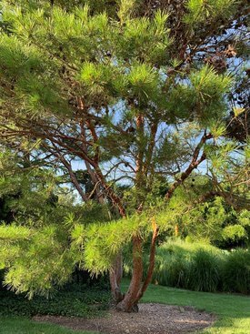 Image of Tanyosho Pine