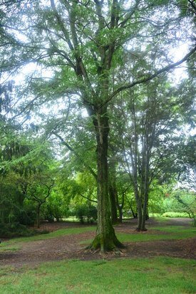 Image of Thorned Honey Locust