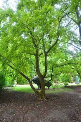 Image of Trident Maple