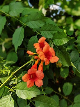 Image of Trumpet Vine