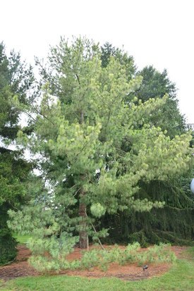 Image of Variegated Himalayan Pine