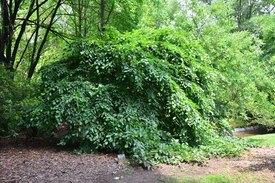 Image of Weeping European Hornbeam