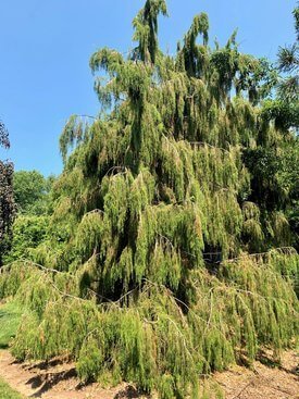 Image of Weeping Needle Juniper