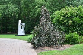 Image of Weeping Purple Beech