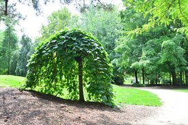 Image of Weeping Redbud