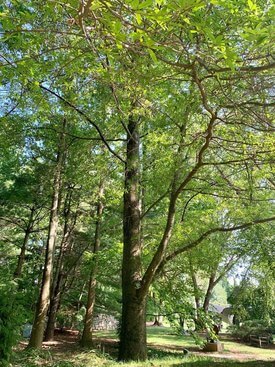 Image of Willow Oak