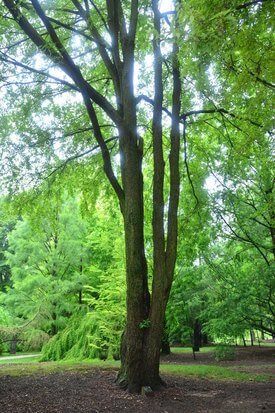 Image of Winged Elm