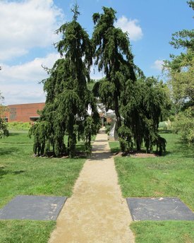Image of Weeping Norway Spruce