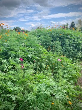 Image of Wildflower Berm