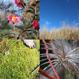 4 square thumbnails. Clockwise from the upper left corner, the thumbnails depict 1 a pink flower in bloom 2 a clear blue sky with tall yellow grass 3 green grass and 4 a closeup of a red and deep purple plant with long spiked petals.