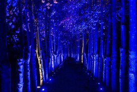 Image of Maple Allee lit up in blue
