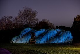 Image of the weeping blue atlas cedar with blue and green light projections