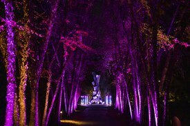 Image of the River Birch Allee with pink and purple light projections