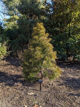 medium size dark green pine tree