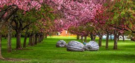 Image of The Orchard