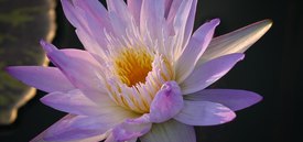 Image of Water Lily