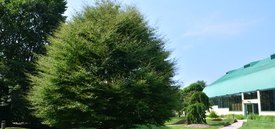 Image of Fernleaf European Beech