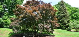 Image of Bloodgood Japanese Maple