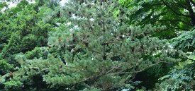 Image of Japanese White Pine