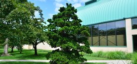 Image of Hinoki Falsecypress