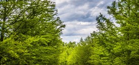 Image of Bald Cypress