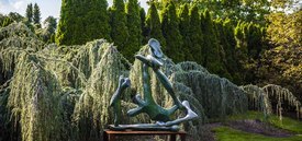 Image of Weeping Blue Atlas Cedar