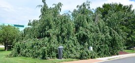 Image of Weeping European Beech