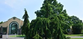 Image of Weeping Norway Spruce