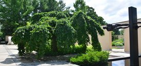 Image of Camperdown Elm