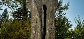 Image of Magdalena	Abakanowicz's 'Hand Like Tree: Cecyna'