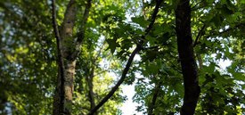 Image of American Sweetgum