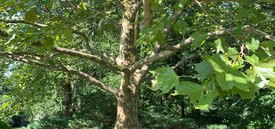 Image of American Sycamore