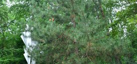Image of Austrian Pine
