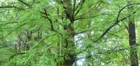 Image of Bald Cypress