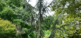 Image of Blue Atlas Cedar