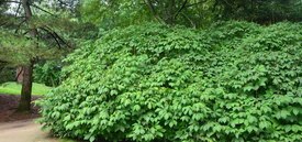 Image of Bottlebrush Buckeye