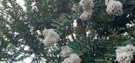 Image of Crepe Myrtle