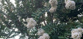 Image of Crepe Myrtle