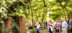 Image of Acer Courtyard