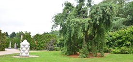 Image of Weeping White Pine