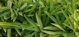 Image of Dwarf Green Stripe Bamboo