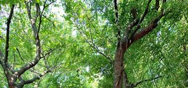 Image of Eastern Redbud