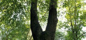 Image of English Oak