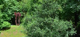 Image of Escarpment Oak