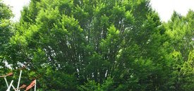 Image of European Hornbeam