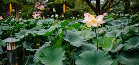 Image of Lotus Pond